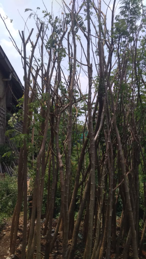 jual pohon trembesi