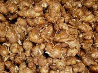 KENCUR SUPER....yg segar...yg segar....baru ambil dari kebun, jual murah dan cepat