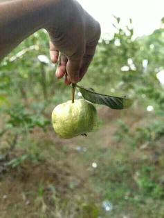 jambu kristal manis
