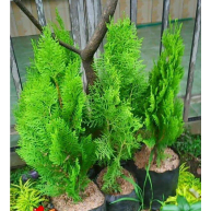 jual pohon cemara pua pua.dll
