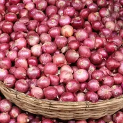 Bawang merah kwalitas eksport