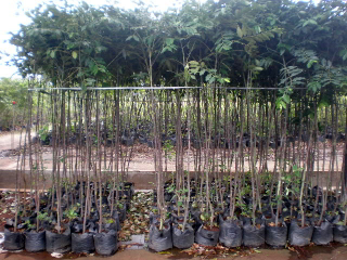 jual pohon jacaranda/jakaranda 