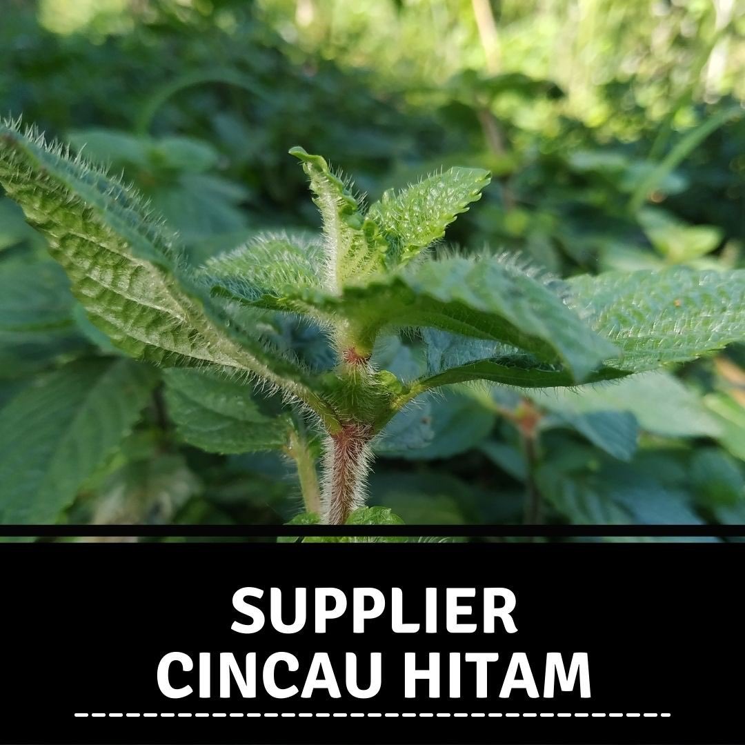 Supplier Cincau Hitam Di Deli Serdang Dari Pegunungan Pacitan Jatim