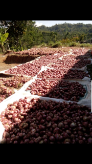Bawang Merah Garut/ Bawang Merah Jakarta/Bawang Merah Partai Besar