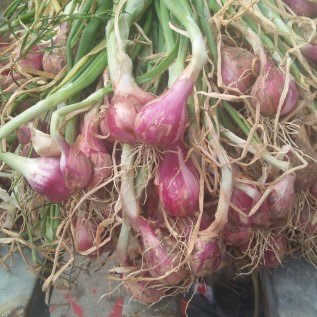 Bawang merah fresh dari petani