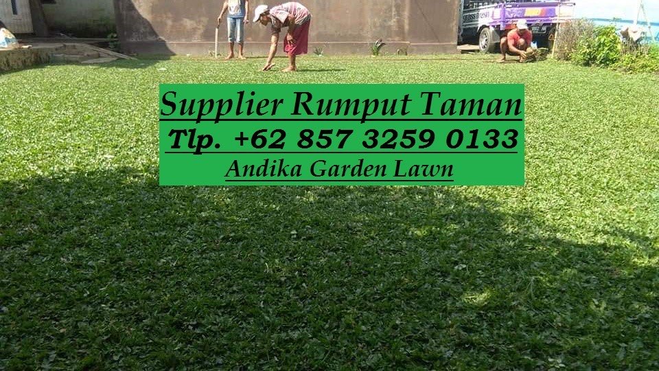 Jual Rumput Gajah Mini Tulungagung