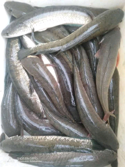 JUAL IKAN GABUS DEPOK BOGOR