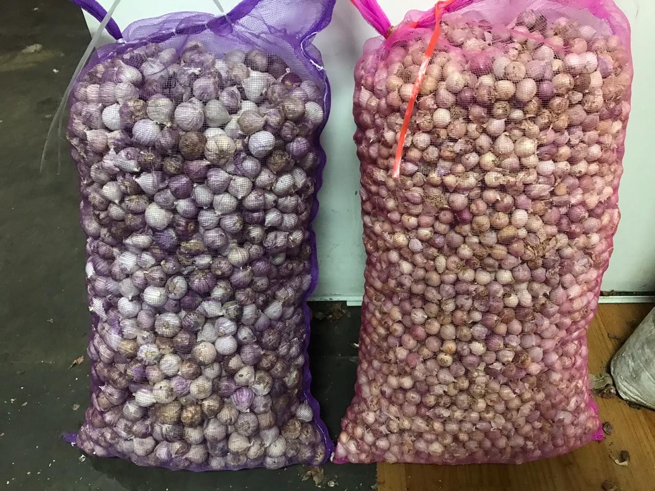 Bawang Putih Tunggal Jumbo dan Kecil