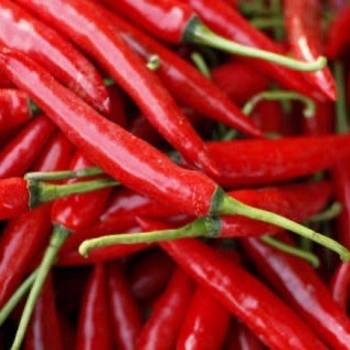 CABAI SEGAR PETIK KEBUN PERTANIAN