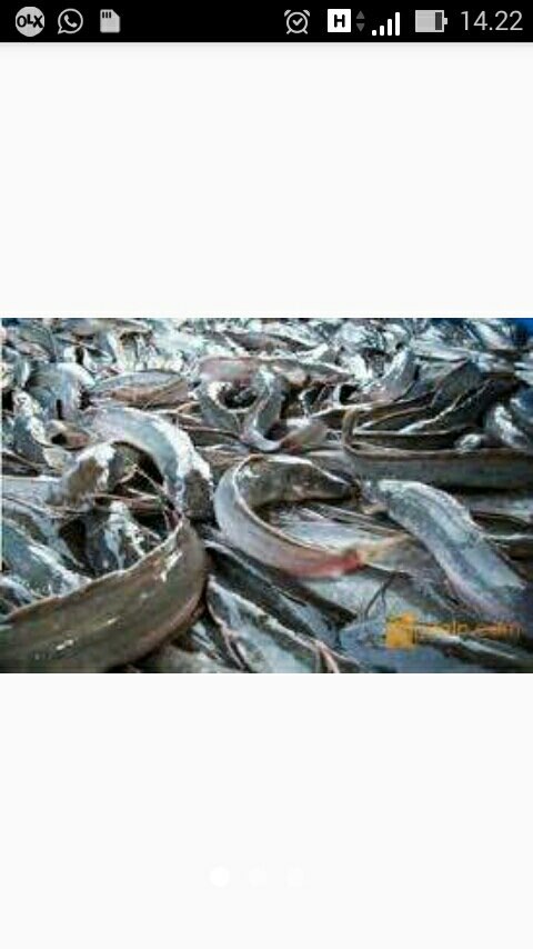 jual ikan lele konsumsi segar