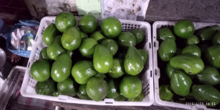 apukat mentega