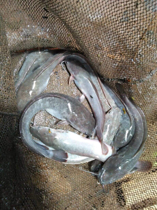 ikan lele