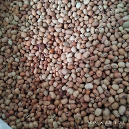 Jual Kacang Tolo / Tunggak Murah