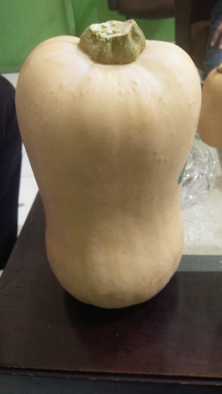 butternutpumpkin/ labu madu enza zaden