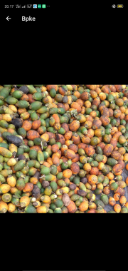 jual pinang basah kering