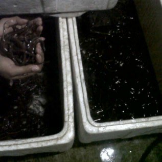 Jual benih Belut Super