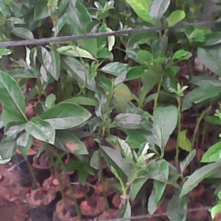 Jual Bibit Alpukat Mentega Jumbo di Sumatera Utara
