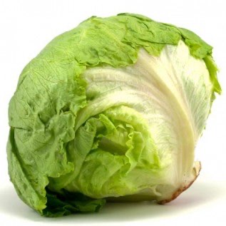 Lettuce Head kualitas super