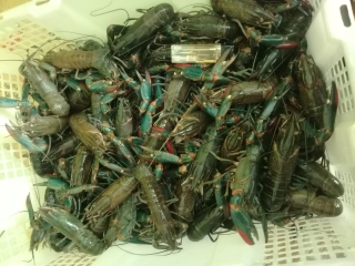 lobster air tawar