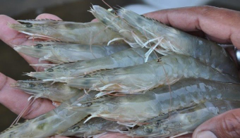udang vaname
