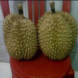 Duren montong Palu sulawesi
