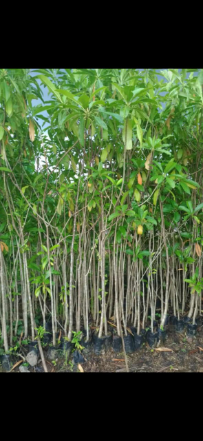 jual pohon bintaro  