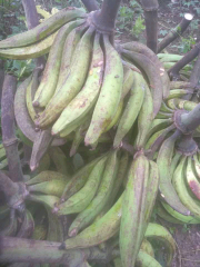 buah buahan