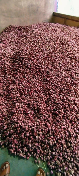 cari yang mau nampung bawang merah, yang serius saya bisa bantu