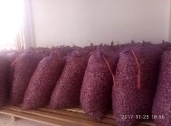 jual bawang merah