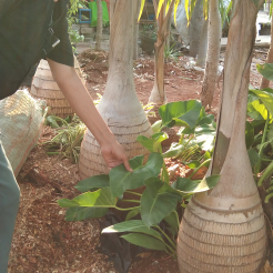 jual pohon palem botol 