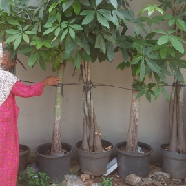 jual pohon palem kol 