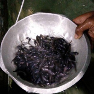 Jual benih Lele unggul