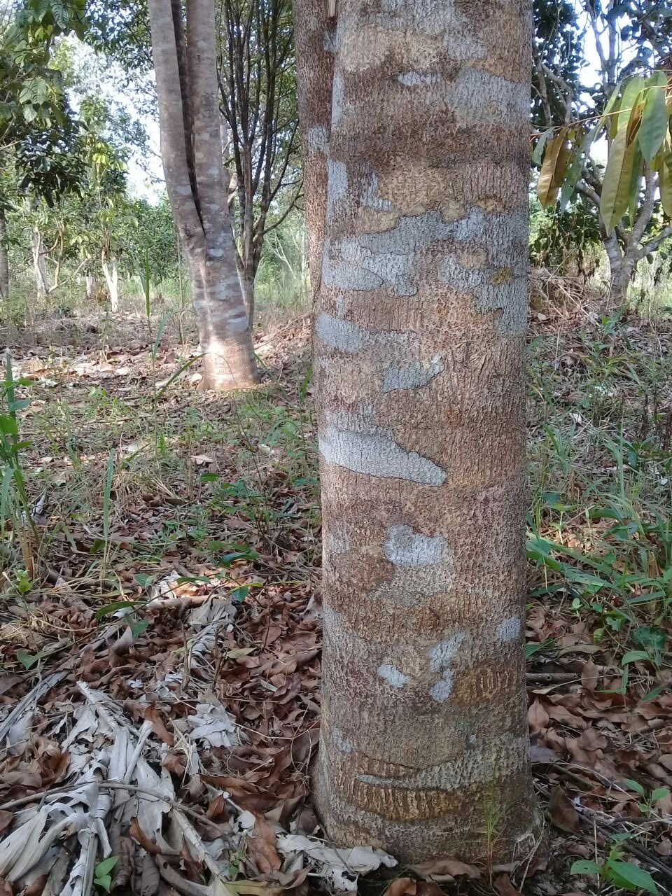 Pohon Gaharu