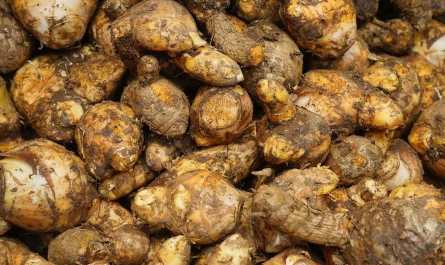 Dicari Yang Mau Beli Temulawak