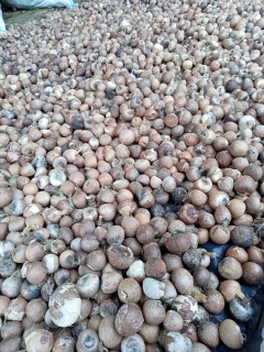 Pinang kupas kering