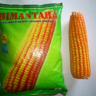 Jagung HIbrida Bimantara