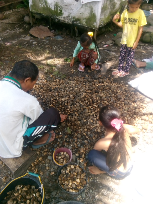 jual kemiri glondongan