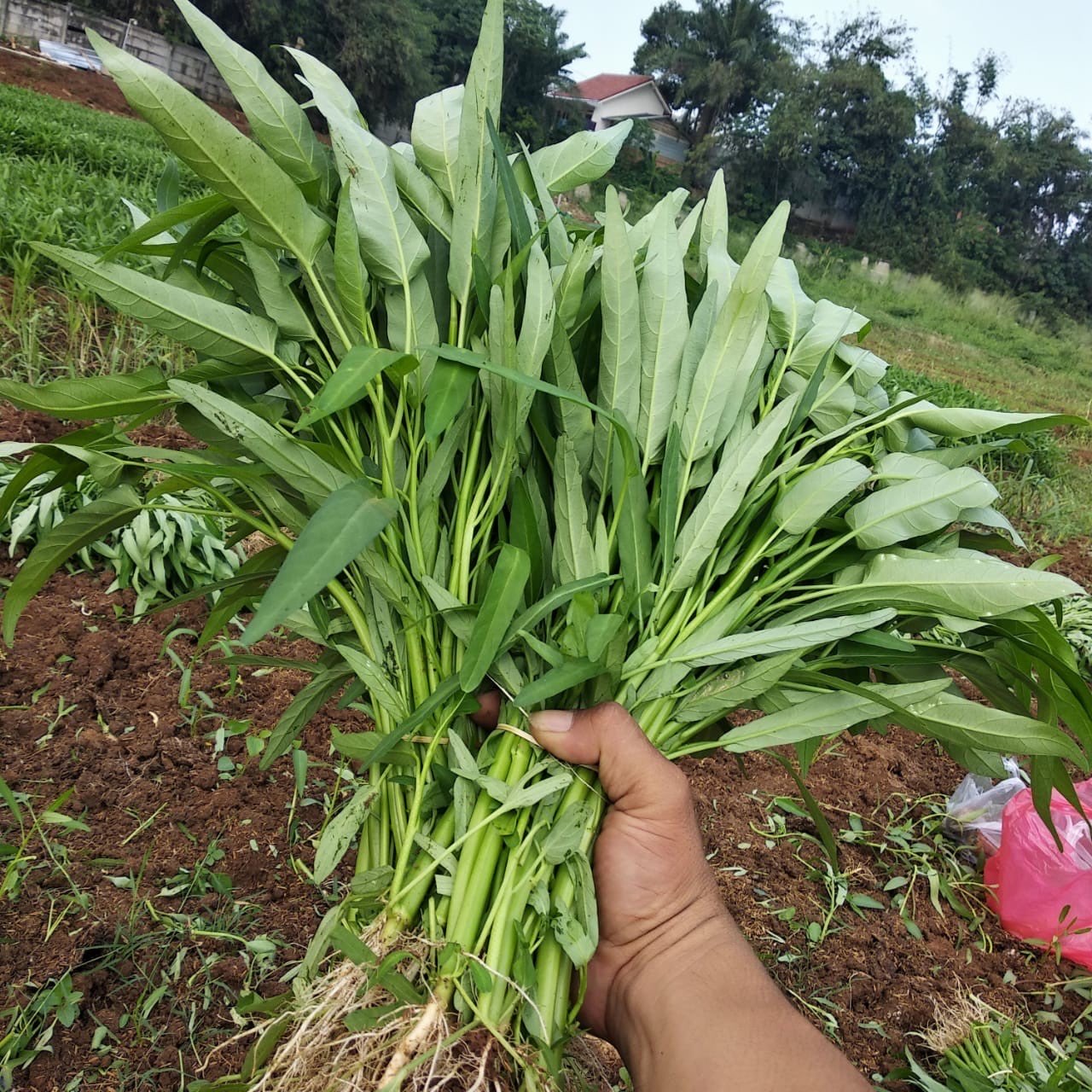 Kangkung Akar Segar (non-organik; non-hidroponik )