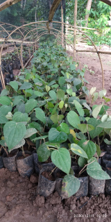 Bibit Lada Sulur