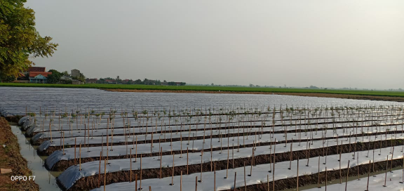 Tanah Sawah Luhur