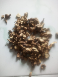 kunci pepet perkebunan