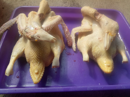 karkas entok&kalkun