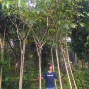 jual pohon tabebuya rosea 