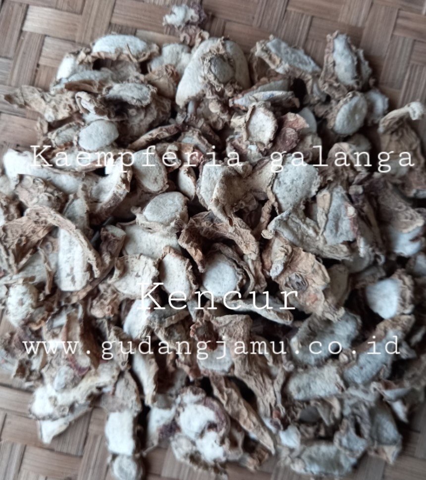 KENCUR KAEMPFERIA GALANGAL