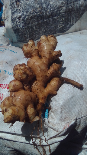 JUAL JAHE GAJAH UMUR 7-8-9-10 BULAN