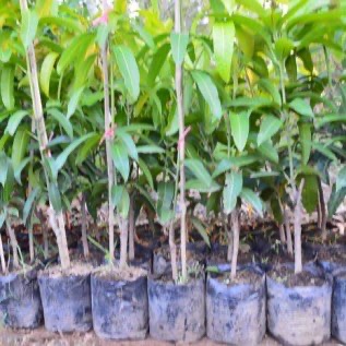 Bibit Mangga Mahatir Cepat Berbuah | Bibit Mangga Jumbo Berbuah Lebat