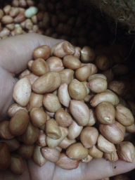 Kacang Tanah Kering