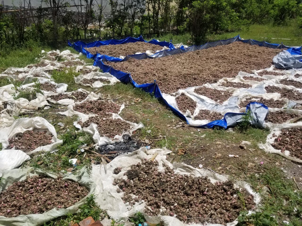 Petani/Agen/Distributor/Supllier Bawang Merah Termurah di Bali