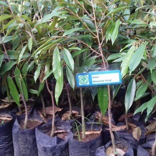 Bibit Durian Bhineka Bawor,Montong, Musang King, Pelangi super murah