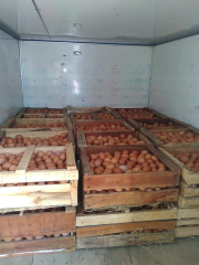 telur ayam
